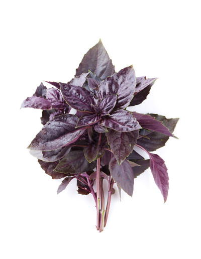 新鲜的香草花园。紫罗勒