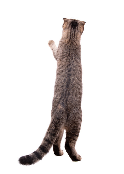 一只灰猫用后腿站立着，伸出它的爪子。猫孤立在白色的背景。