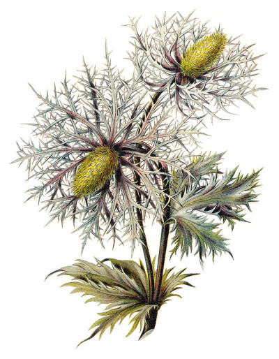 蓟阿尔卑斯海冬青或阿尔卑斯山女王(Eryngium alpinum) -复古插图