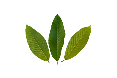 Dipterocarpus alatus树叶。非常漂亮的绿叶。在白色的背景上。