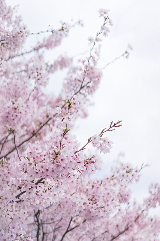 樱花盛开(特写)