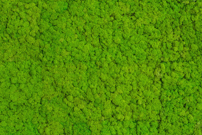 绿苔背景，苔藓质地。苔藓宏