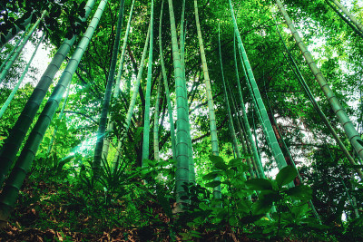 近距离观察植物园里的绿叶竹树。乔治亚州,巴统