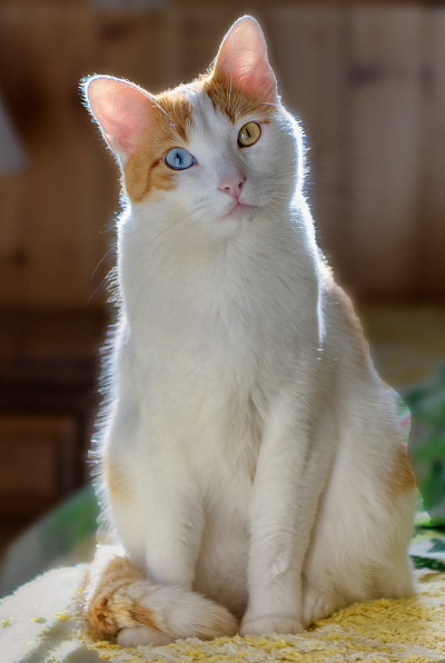 可爱的小猫咪有着不同的眼睛颜色，异色