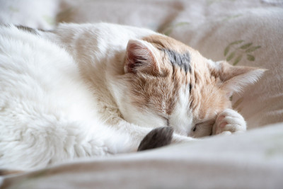 猫在床上睡觉