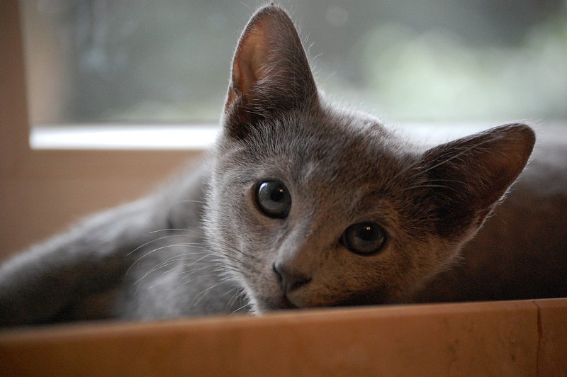 浅蓝色Kitten.12