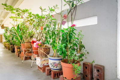 新加坡公共住房阳台花园上的有机花卉、蔬菜和草药花盆