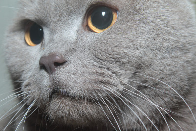 Beautiful_Cat