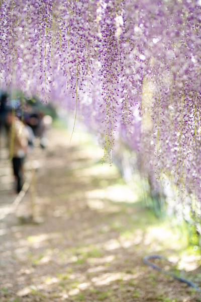 紫藤花盛开