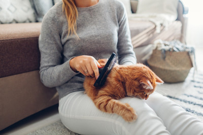 在家里用梳子刷给姜猫梳头。女主人照顾宠物为其脱毛。