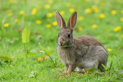 野兔(Oryctolagus cunulus)
