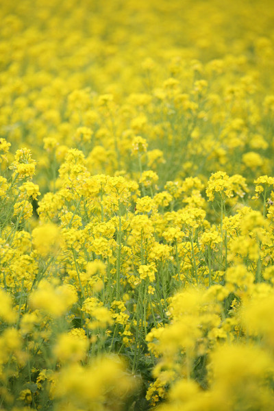 油菜花领域