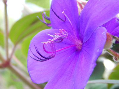 紫荣耀灌木/ Tibouchina Granulosa