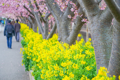 河津樱桃树和三浦街根油菜