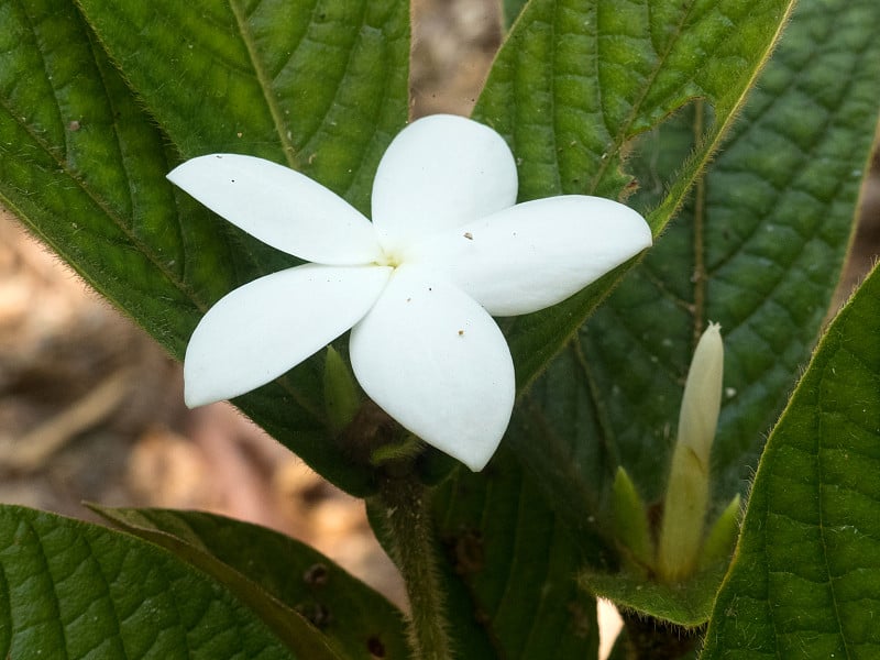 毛栀子(白术)花盛开。