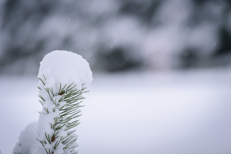 在芬兰的拉普兰，树枝在冬天被大雪覆盖。