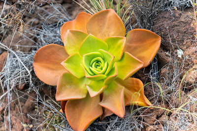 岩石上的Aeonium