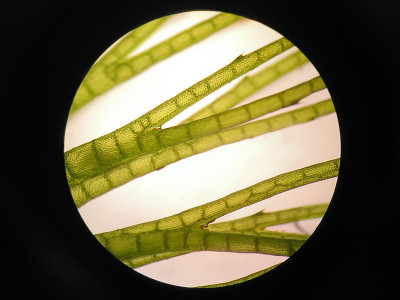 水生植物细胞的显微镜观察