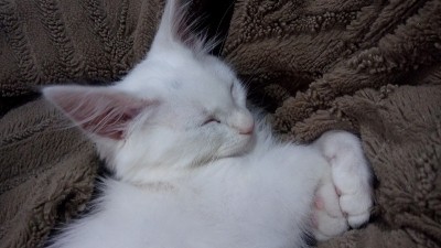 土耳其安哥拉猫