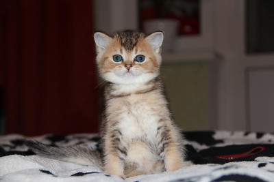 小猫