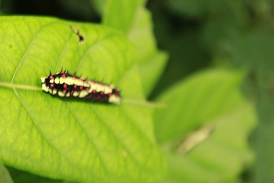 黑色，黄色，红色或粉红色蝴蝶毛虫。Odisha、印度