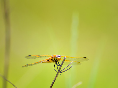 四斑Skimmer, Libellula quadrimaculata，蜻蜓