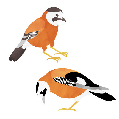 Two jays