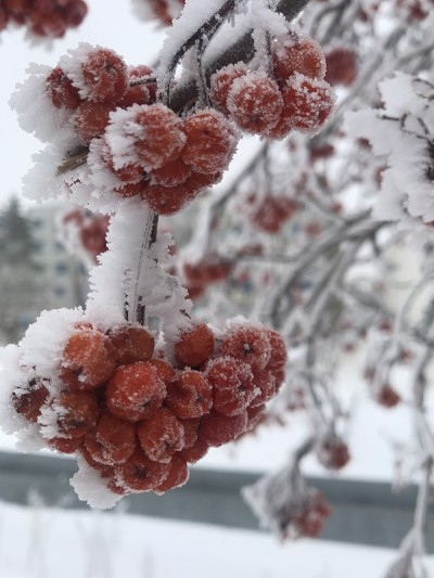 雪中的罗文