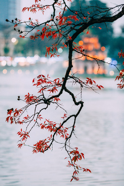在河内首都还剑湖的含苞待放的树和龟塔——越南河内的象征