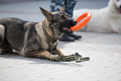 带训犬员的警犬