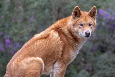 澳大利亚Dingo