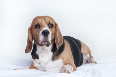 滑稽的小猎犬躺在床上