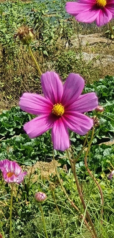 宇宙的花