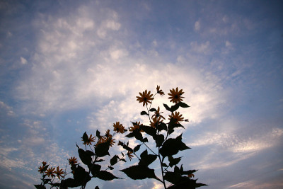 蓝天鲜花