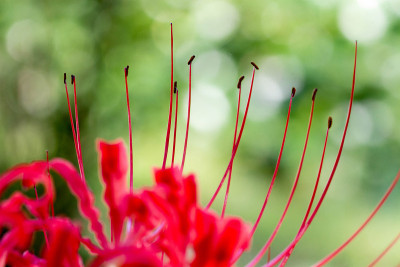 lycoris radiata,