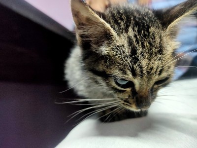 小猫往下看