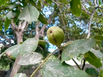 生核桃
