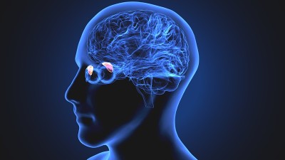 3d渲染医学上准确的大脑解剖-侧脑室的插图