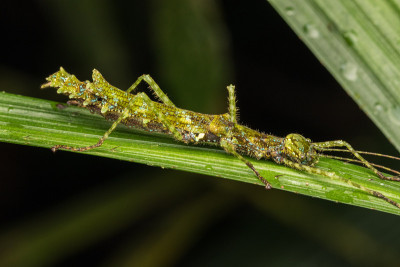 Beautiful Stick Insect on the green leaves isolate