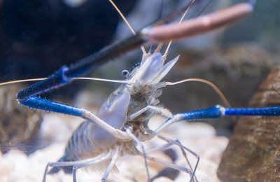 淡水龙虾