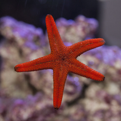 红色海星粘在水族馆玻璃上