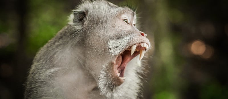 近距离的尖叫猕猴猴在神圣的猴子森林