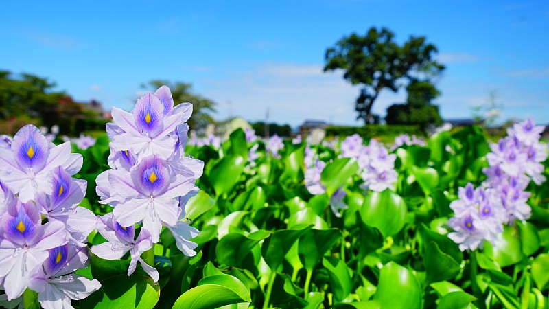 水葫芦， 奈良， 贾帕