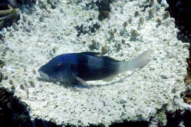 Doublebar Goatfish