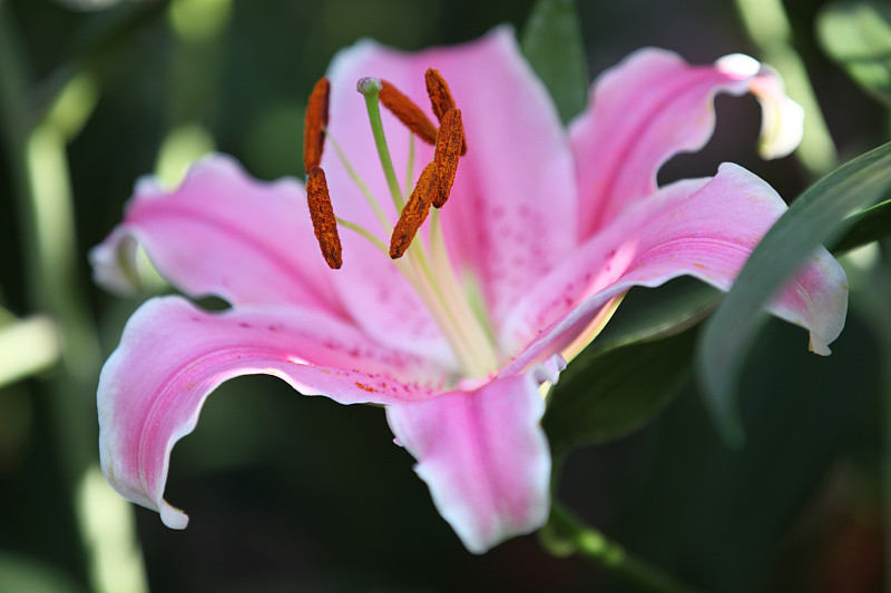 泰国百合花