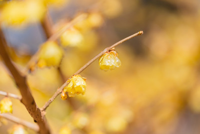 黄色冬香花（日本五香粉/Chimonanthus）
