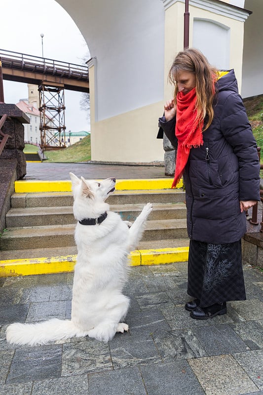 一位女士正在训练她的可爱的瑞士白牧羊犬