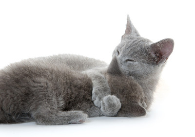 猫洗澡