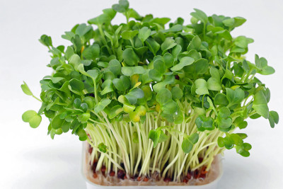 豆瓣菜