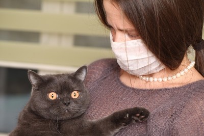 女孩戴着医用口罩，手里拿着英国猫品种。预防猫感染弓形虫。